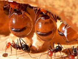 Semut Madu: Makhluk Kecil dengan Kemampuan Besar yang Mengejutkan